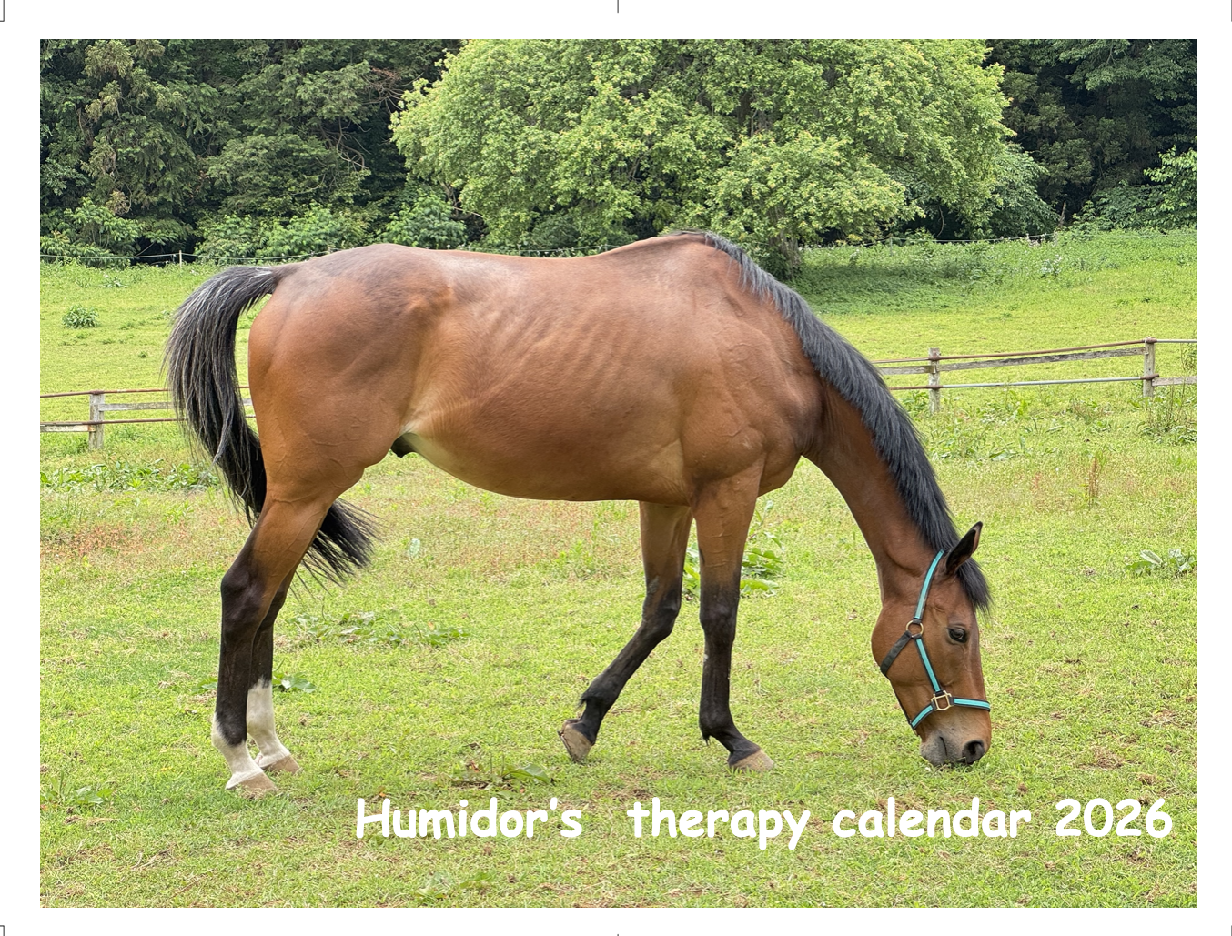 【予約受付】ヒュミドールのセラピーカレンダー2026 （卓上）